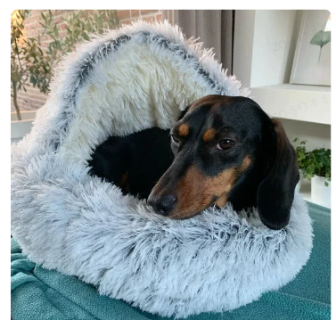 2-in-1 pet bed with raised rim for cats and small dogs
